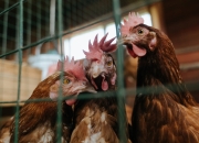 开云体育APP下载-西决生死战与伊拉克终结马里，竞技场上的双重焦点